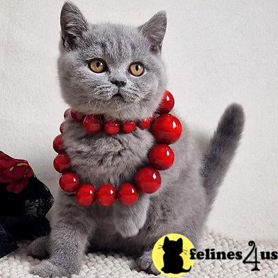 sweet_kitty90 Picture 1